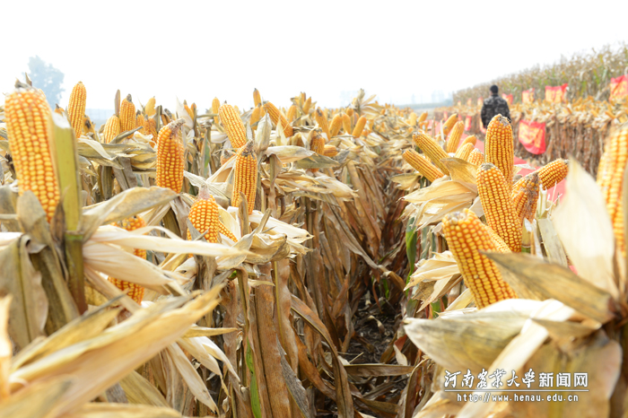 ���ͽ��ա�Ʒ�������ġ�ԥ��9953��