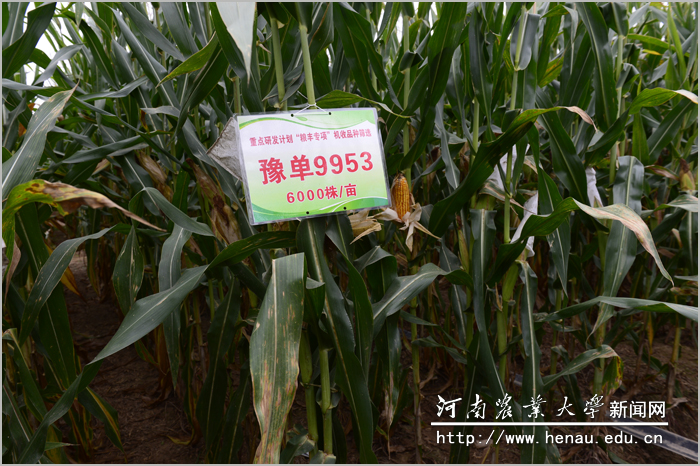 ��Ŀ�����˳���ݽ���ѡ����������������������Ʒ�֡�ԥ��9953�����������������