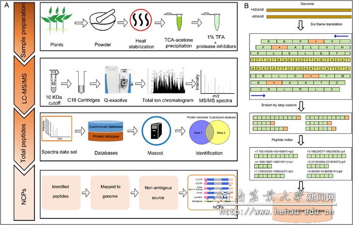 �Ļ�����ѧ���ģ�ھ�ֲ��NCP�ķ���ʾ��ͼ